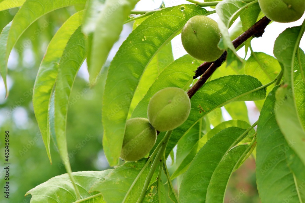 070899 天然桃の木素材櫛 5.6*15.5センチ WOOD. 木のくし・小【