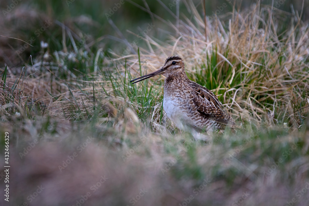 The common snipe - Gallinago gallinago is a small, stocky wader native to the Old World. The common snipe - Gallinago gallinago is a small, stocky wader native to the Old World.