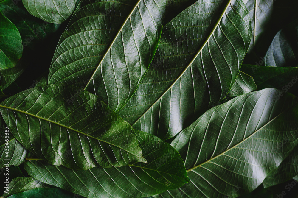Fototapeta premium Green walnut leaves background. Beautiful dark green background wallpaper.