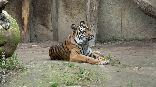 Sumatran tiger (Panthera tigris sondaica) resting photo