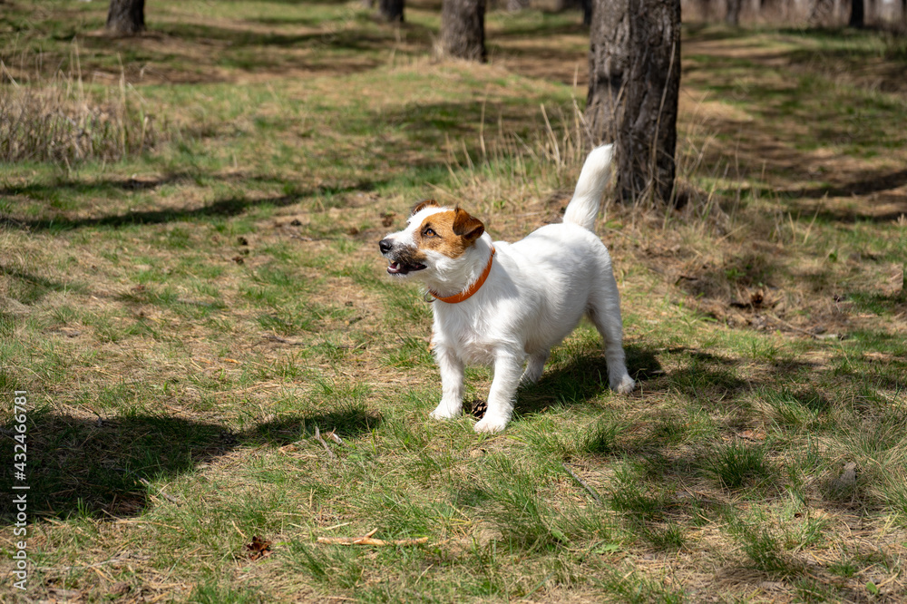 Playful jack russell terrier sitting on a ground and looking in the camera while walking in a park. Dog muzzle close up