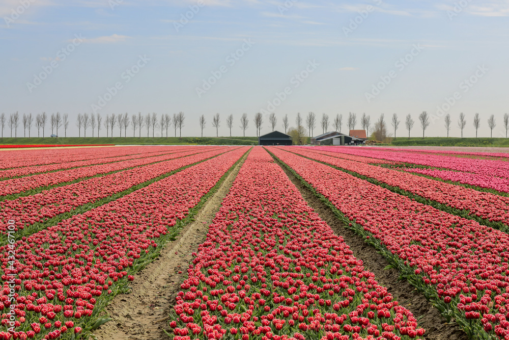 field of red tulips in Holland