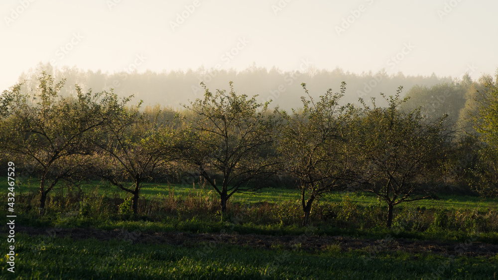Drzewa przed zachodem słońca we mgle 