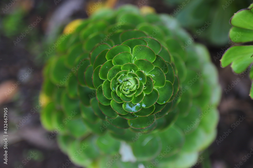 Fototapeta premium Succulent