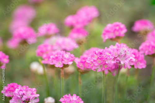 pink flowers in the garden and green background