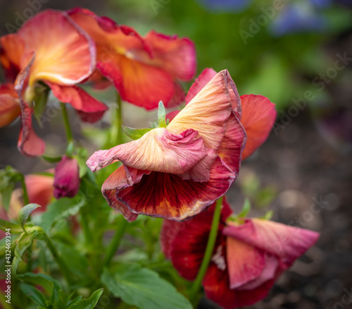 ghastly red pansy in the garden, with green leaves and blue flowers in the background