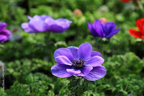 Purple flowers