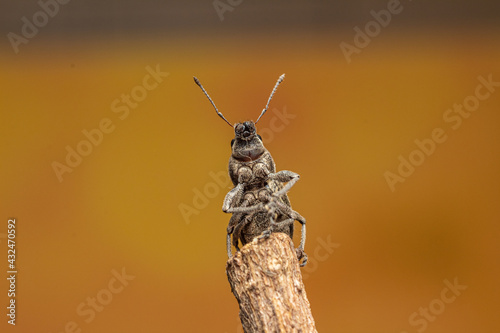 burrito de la vid o Naupactus xanthographus photo