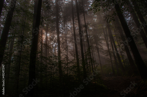 morning in the forest © Alexandru