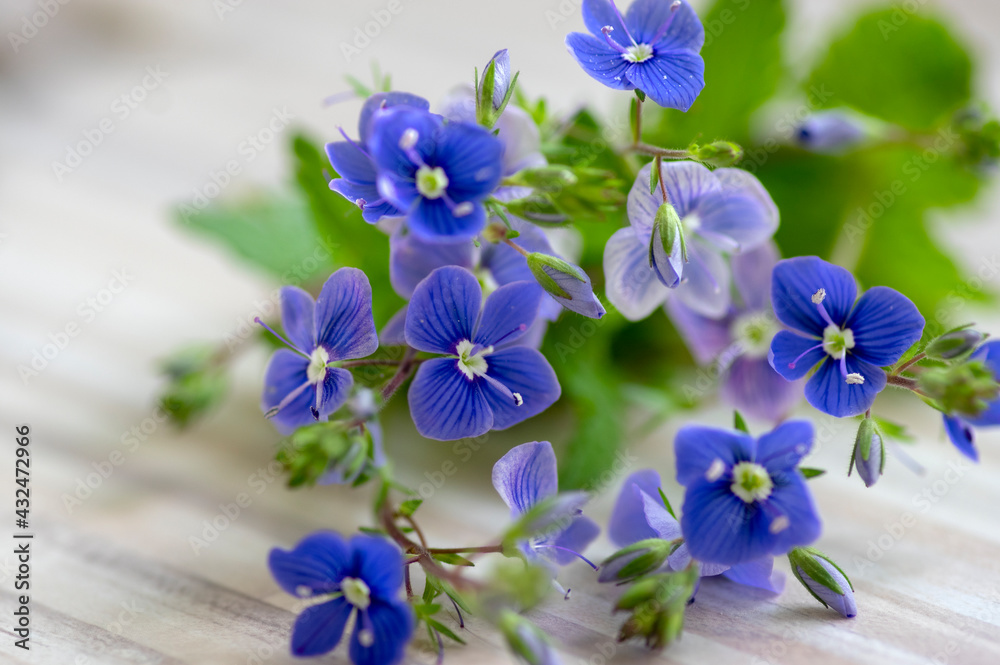 Veronica chamaedrys germander speedwell flowering plant, small flowers with deep blue petals in bloom Veronica chamaedrys germander speedwell flowering plant, small flowers with deep blue petals in bloom