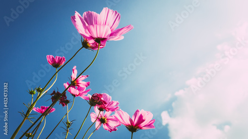 Cosmos Pink flowers swaying in the wind in the blue sky and clouds.with copy space © NARANAT STUDIO
