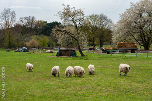 Landwirtschaft und Schafe auf der Koppel
