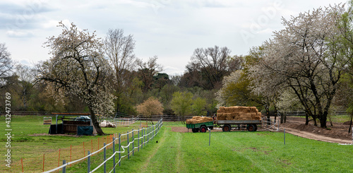 Wallpaper Mural Landwirtschaft und Schafe auf der Koppel Torontodigital.ca