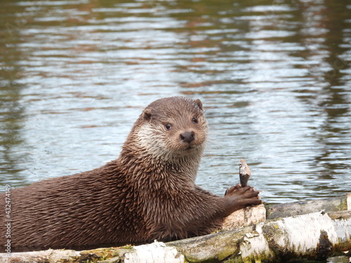 Fischotter, Tier des Jahres 2021 photo