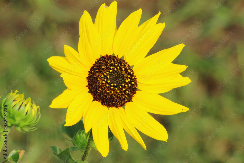 sunflower in the garden sunflower in the garden