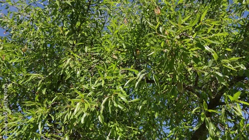 Wallpaper Mural Árboles, arbustos y botánica en el parque público de Canterac de la ciudad de Valladolid, España, durante la primavera Torontodigital.ca