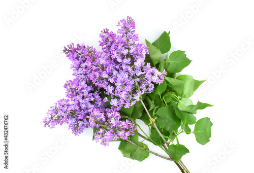 Blooming branch of lilac isolated on white background.Spring flowers. Syringa vulgaris.