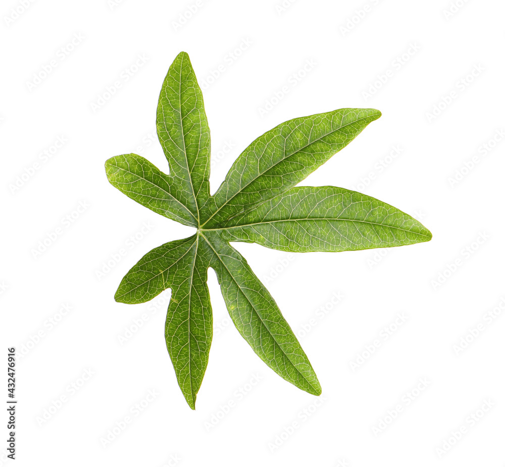 Passiflora leaf isolated on white. Passion fruit plant Passiflora leaf isolated on white. Passion fruit plant