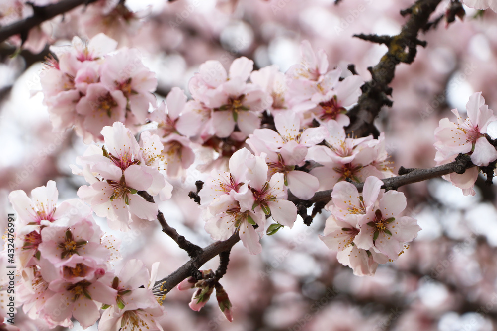 Delicate spring pink cherry blossoms on tree outdoors, closeup Delicate spring pink cherry blossoms on tree outdoors, closeup