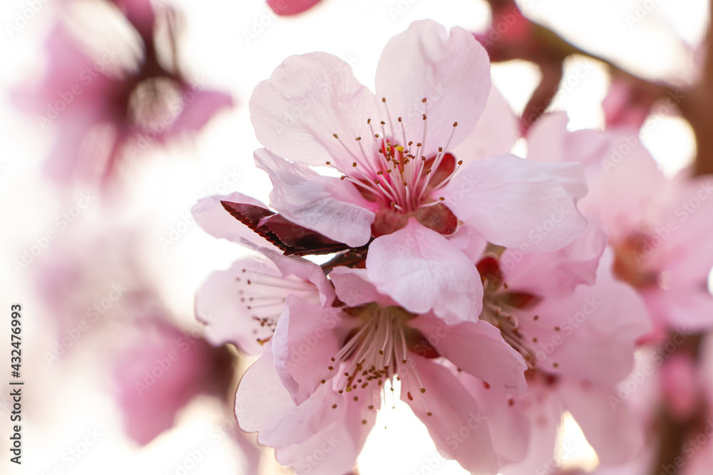 Obraz premium Amazing spring blossom. Closeup view of cherry tree with beautiful pink flowers outdoors