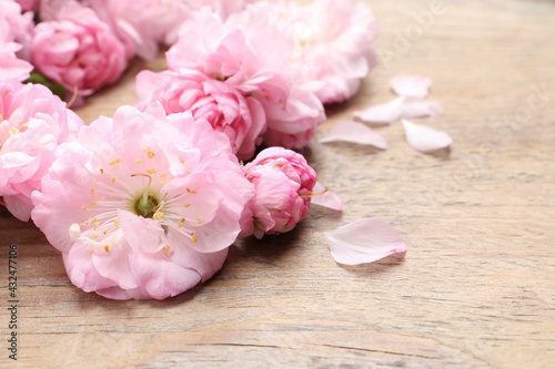 Beautiful sakura tree blossoms on wooden background  closeup