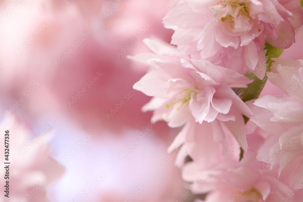 Beautiful pink sakura blossom on blurred background, closeup. Space for text Beautiful pink sakura blossom on blurred background, closeup. Space for text