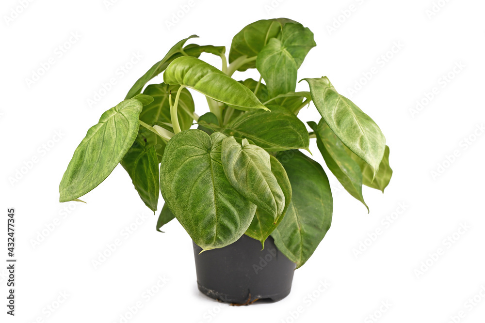 Lush tropical 'Syngonium Macrophyllum Frosted Heart' houseplant in flower pot isolated on white background Lush tropical 'Syngonium Macrophyllum Frosted Heart' houseplant in flower pot isolated on white background