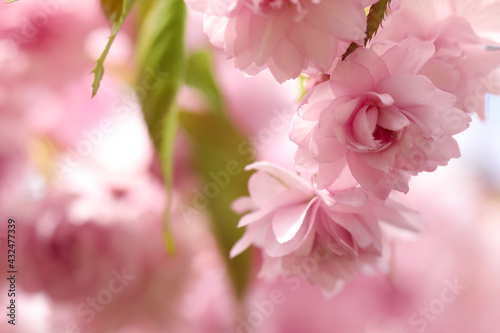 Beautiful pink sakura blossom on blurred background  closeup. Space for text