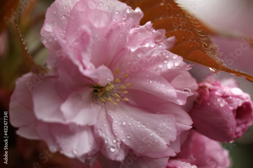 Beautiful sakura flowers with water drops on blurred background  closeup