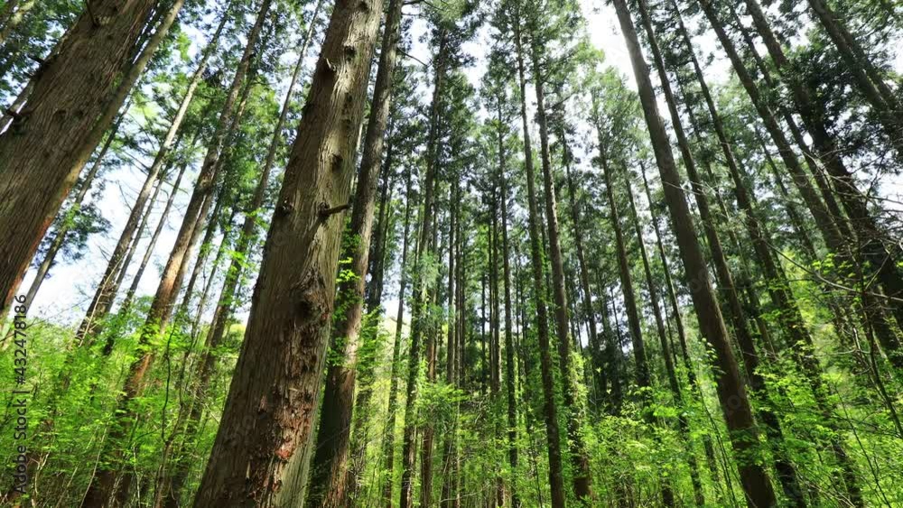 さわやかな森林 新緑 木漏れ日 太陽の光 さわやかな森林 新緑 木漏れ日 太陽の光