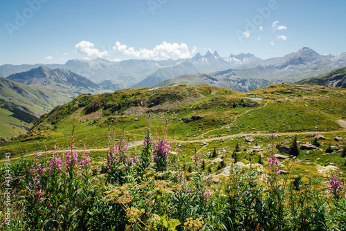 Un paysage des Alpes françaises. Des plantes sauvages dans les Alpes. Un été à la monatgne.
