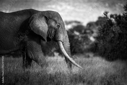 Fine art of a male elephant with tusks in amboseli