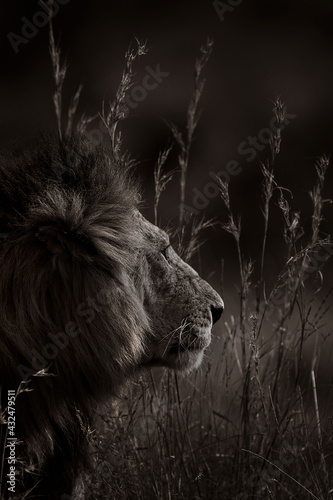 A fine art portrait in sepia tone of a Male lion in grasslands