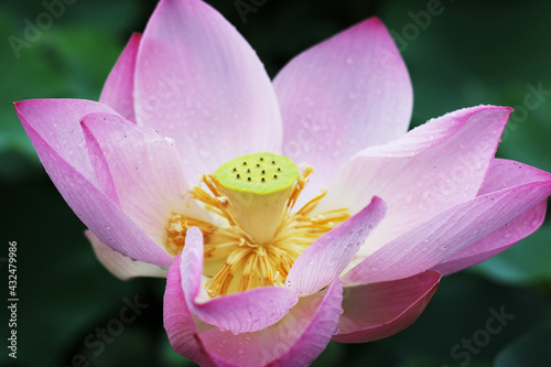 lotus