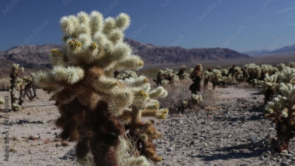 Cactus in close up. Joshua Tree National Parc/California/USA. Do you feel the vastness? Everything is possible here. Be positive. Freedom is near! Normal perspective. Day. Handheld camera.