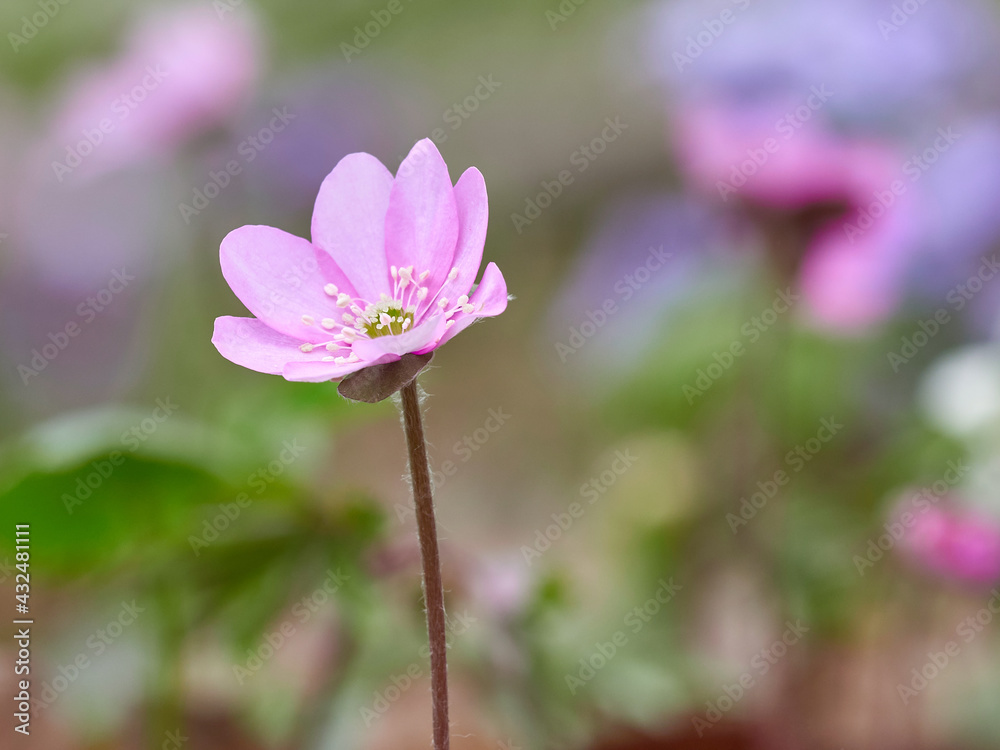 First spring forest flowers. Spring in the forest. First spring forest flowers. Spring in the forest.