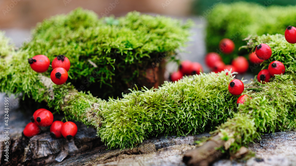 beautiful natural moss with red berries, wide format beautiful natural moss with red berries, wide format
