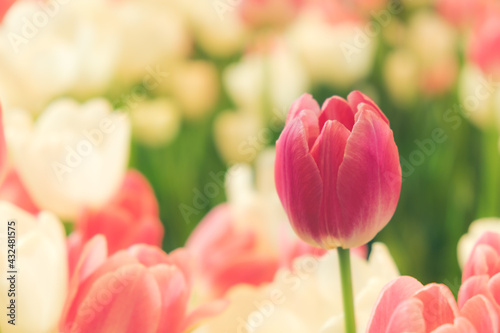 Blooming vibrant tulips flowers field, colourfull tulip, red flower tulip, soft selective focus.