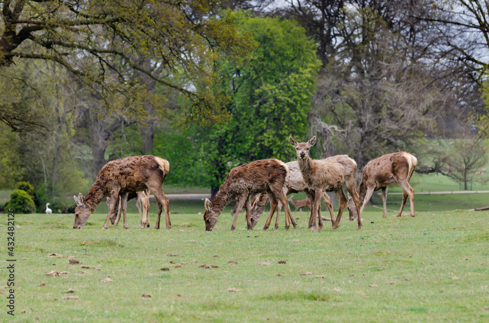 Heard of deer at Woburn Abbey Park in Bedfordshire, England, UK Heard of deer at Woburn Abbey Park in Bedfordshire, England, UK