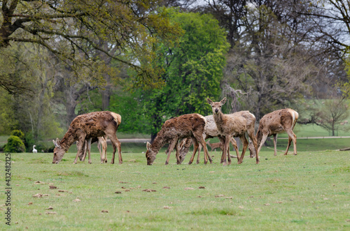 Heard of deer at Woburn Abbey Park in Bedfordshire, England, UK