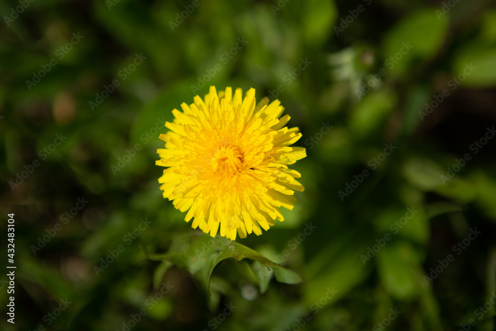 A single yellow dandelion close-up in grass A single yellow dandelion close-up in grass