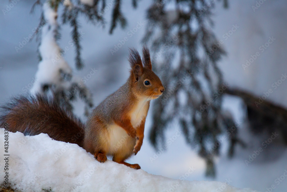 Red Squirrel in the snow Red Squirrel in the snow
