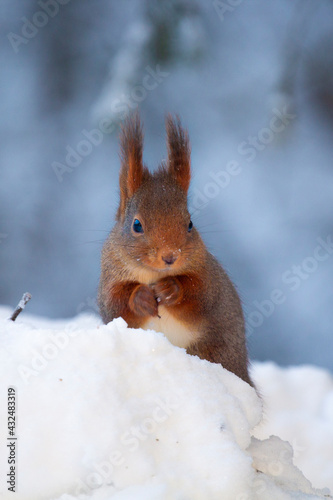 Red Squirrel © CamillaIrene