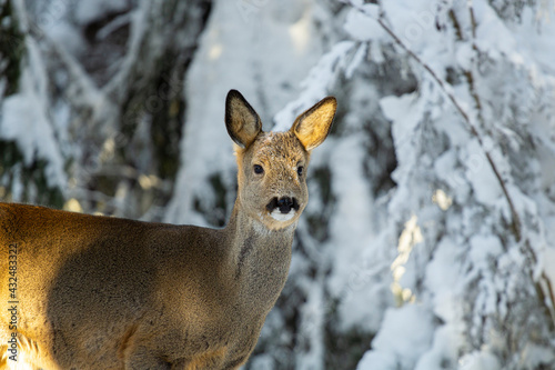 Roe Deer