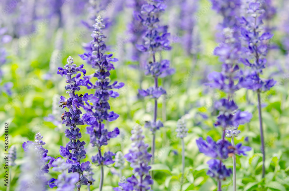 Naklejka premium Blue salvia flower blooming.