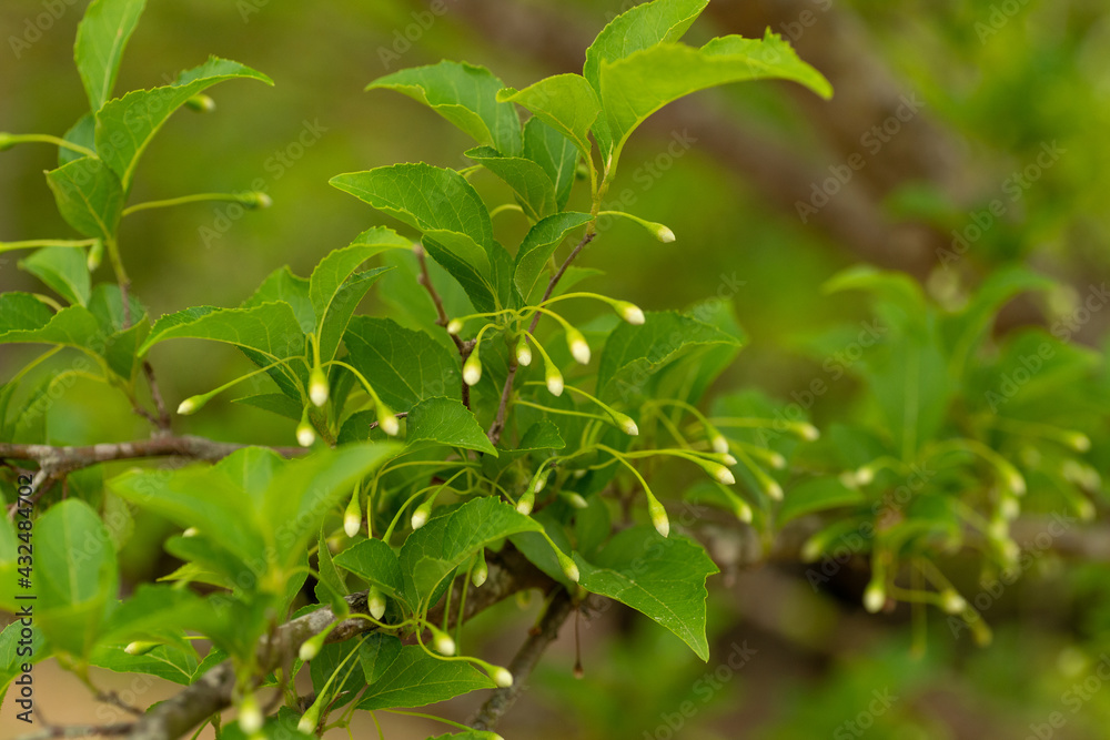 Young flower buds of Japanese snowbell (Styrax japonica) in Japan in early summer Young flower buds of Japanese snowbell (Styrax japonica) in Japan in early summer