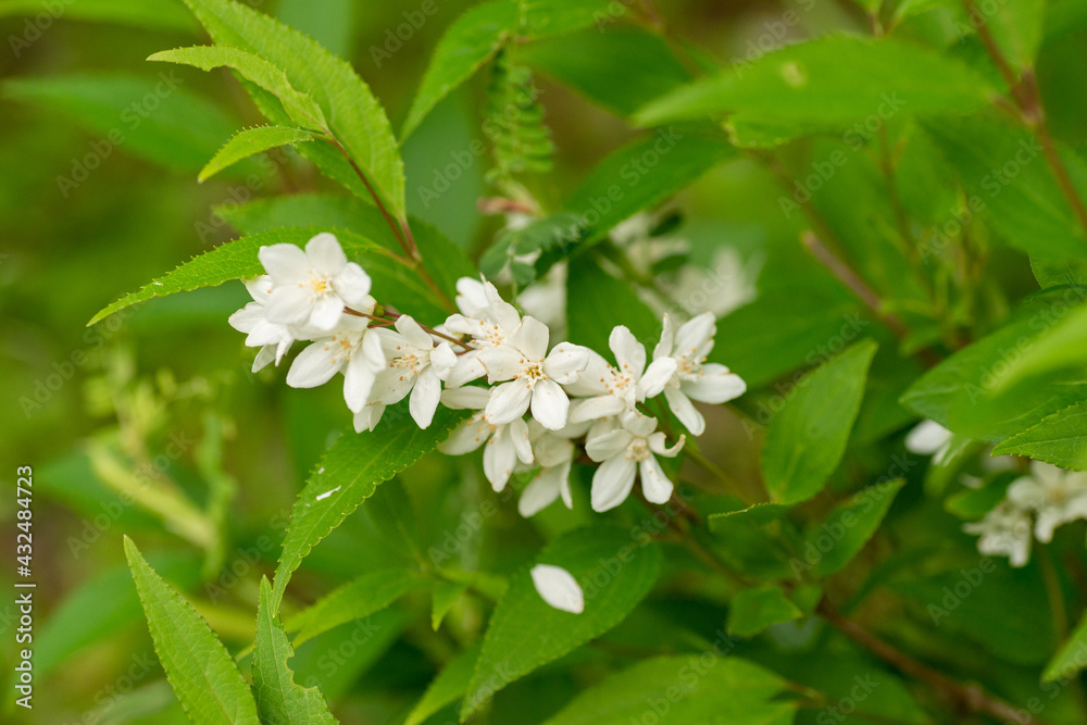 Full blooming of Japanese snowflower (Deutzia crenata) in Japan in early summer Full blooming of Japanese snowflower (Deutzia crenata) in Japan in early summer
