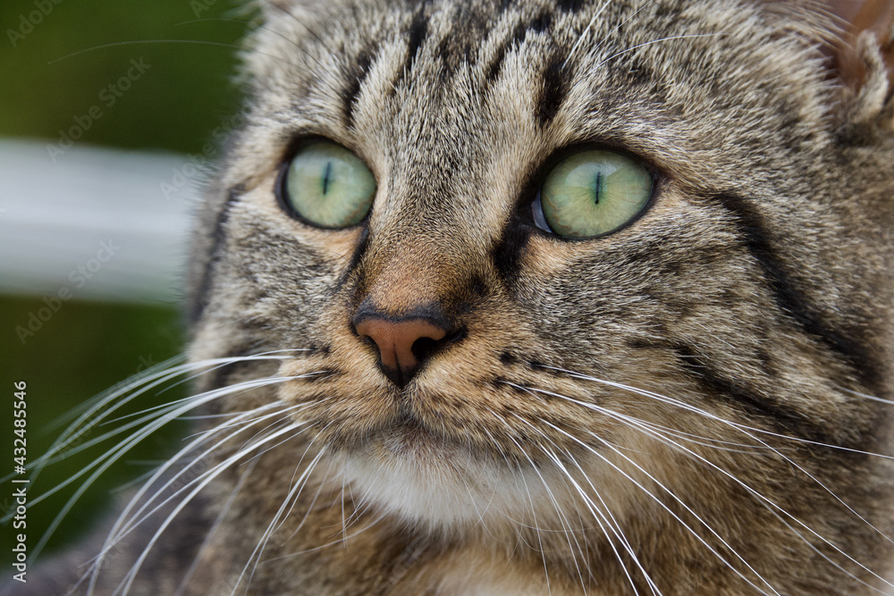  Qui est né chat pourchasse les souris. Expression française, qui signifie on ne peut pas lutter contre sa nature 