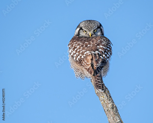 Fotografie Hawk owl on a stick