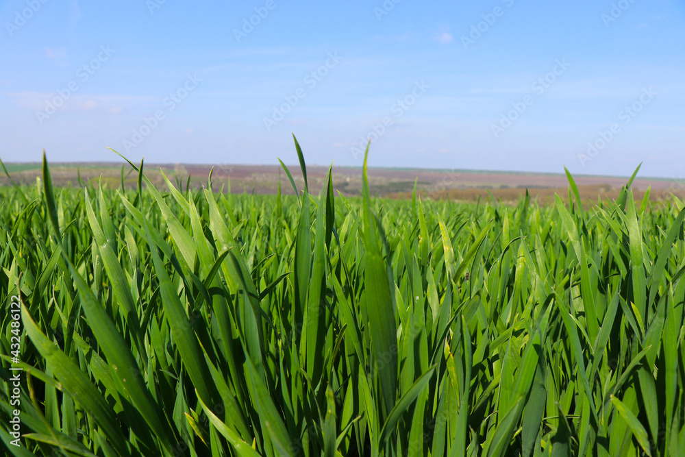 A green spring field with wheat, oats, and barley. Juicy greens. Blue sky. Endless expanses A green spring field with wheat, oats, and barley. Juicy greens. Blue sky. Endless expanses